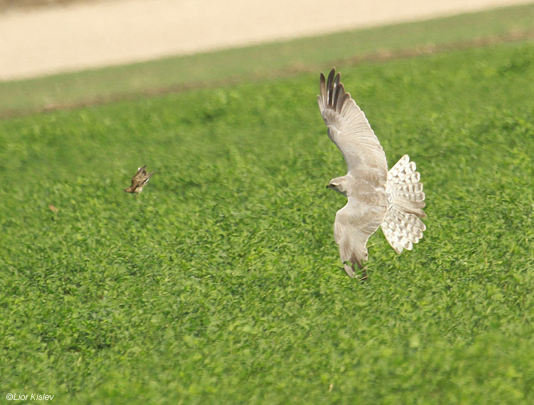    Palid Harrier Circus macrourus (Hunting meadow pipit)   Beit Shean valley 10-12-10  Lior Kislev                         